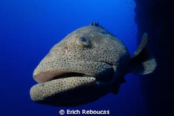 Giant grouper on the wall at Shark Reef.
Is she just che... by Erich Reboucas 